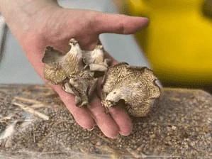 Photo d'un atelier culture de champignon à la maison